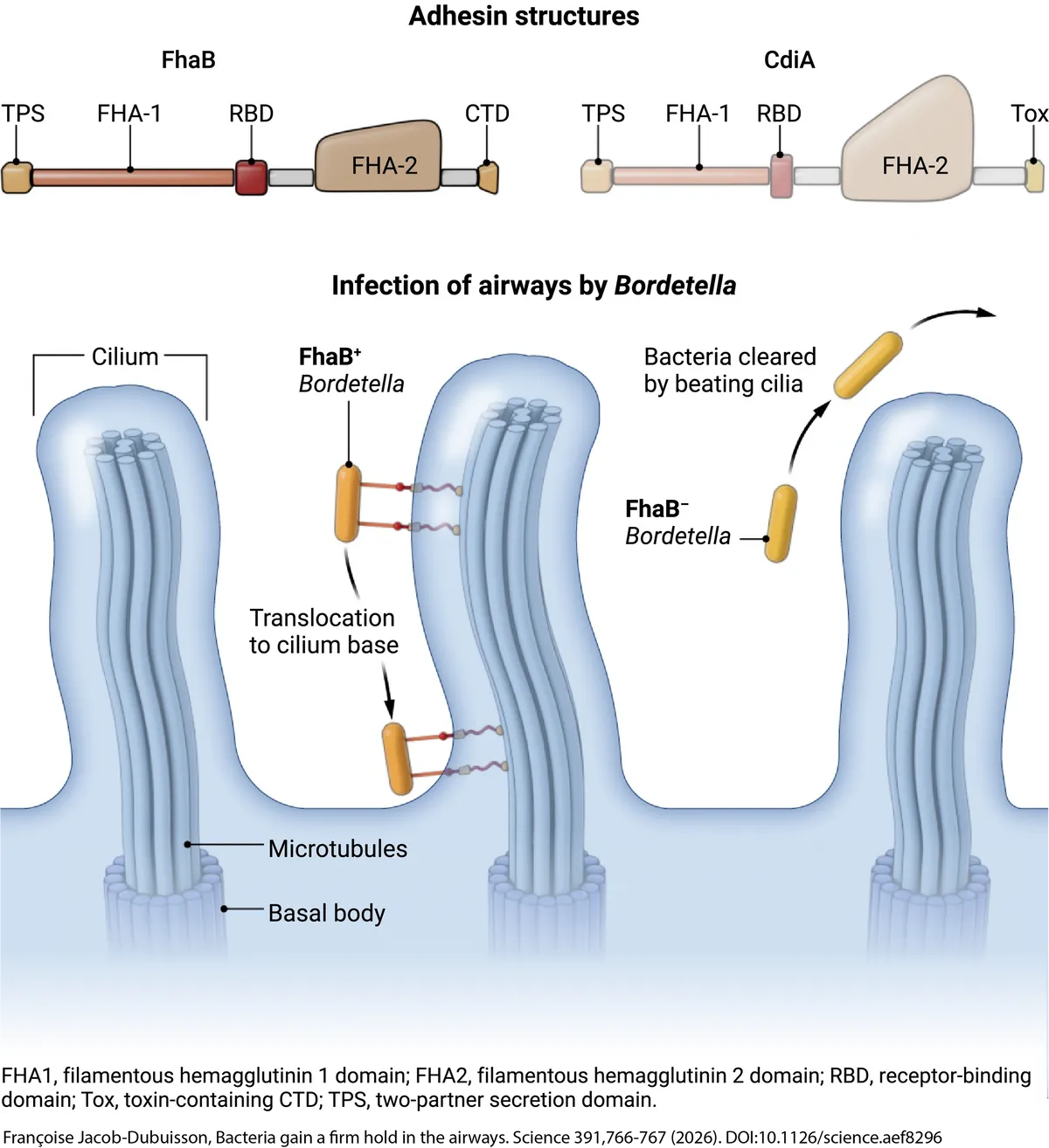 Bordetella CDI schematic — Science 2026