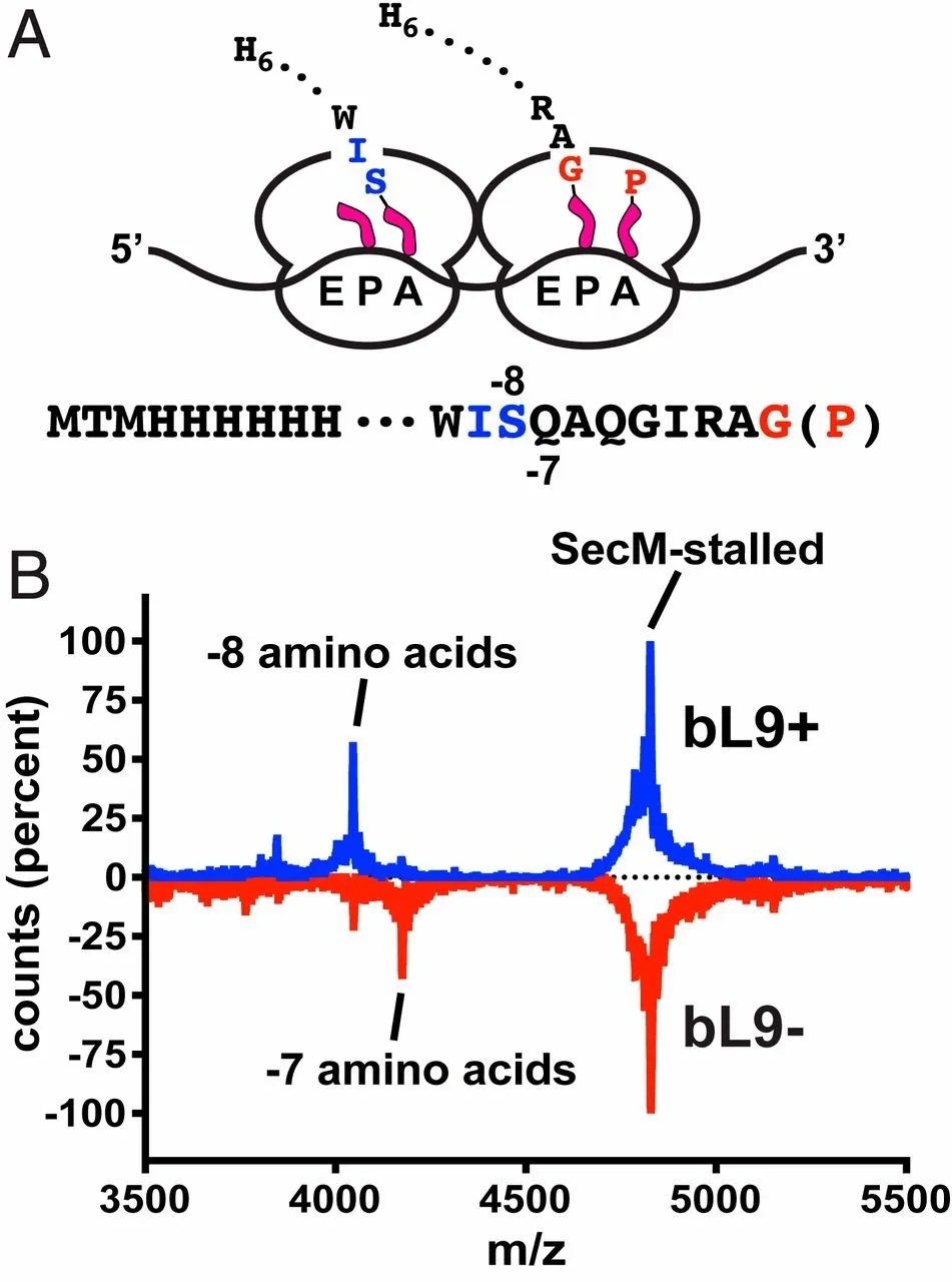 PNAS figure — ribosome spacing mass spec data